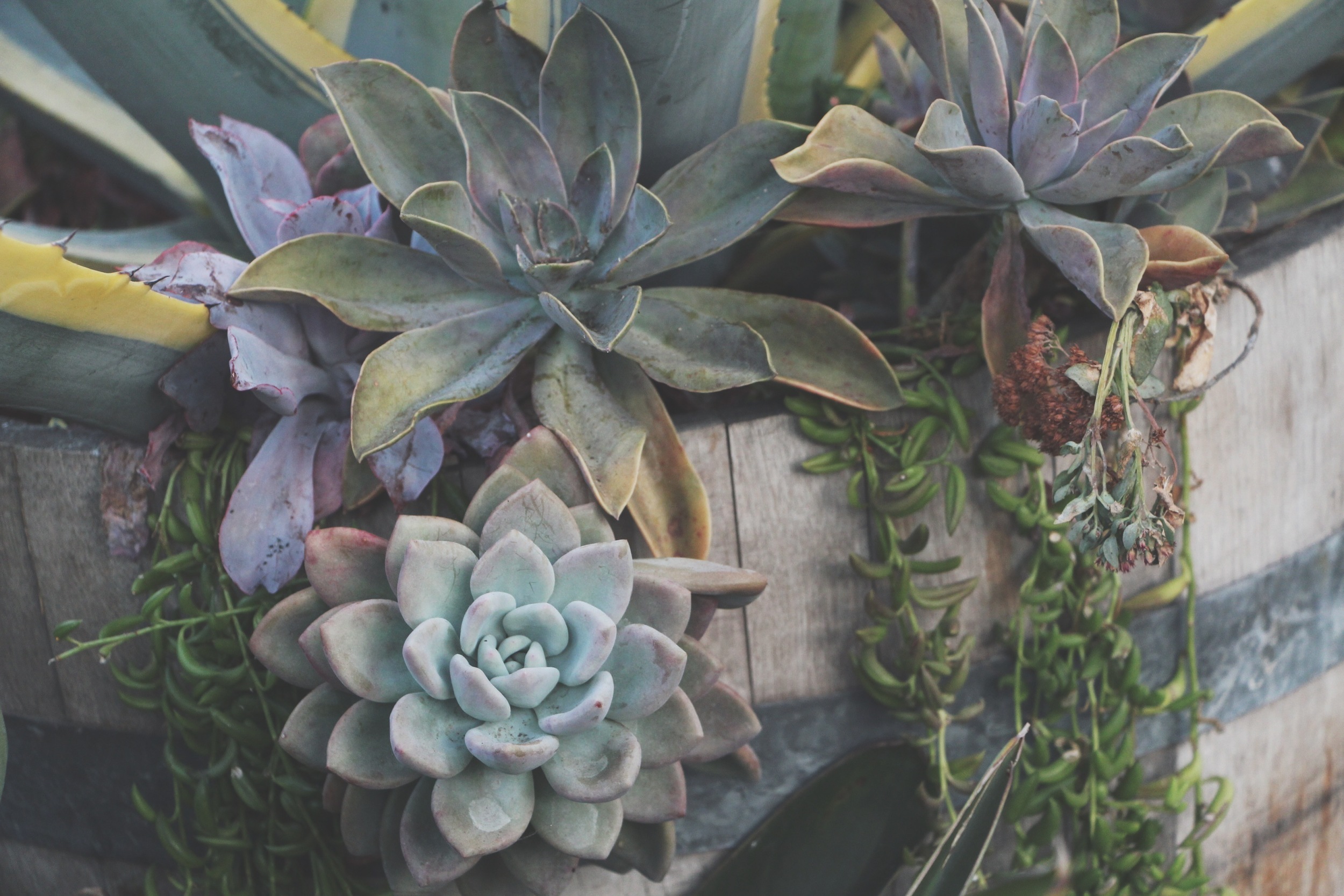 Cacti and Succulents in Old Town, CA via Needles + Leaves
